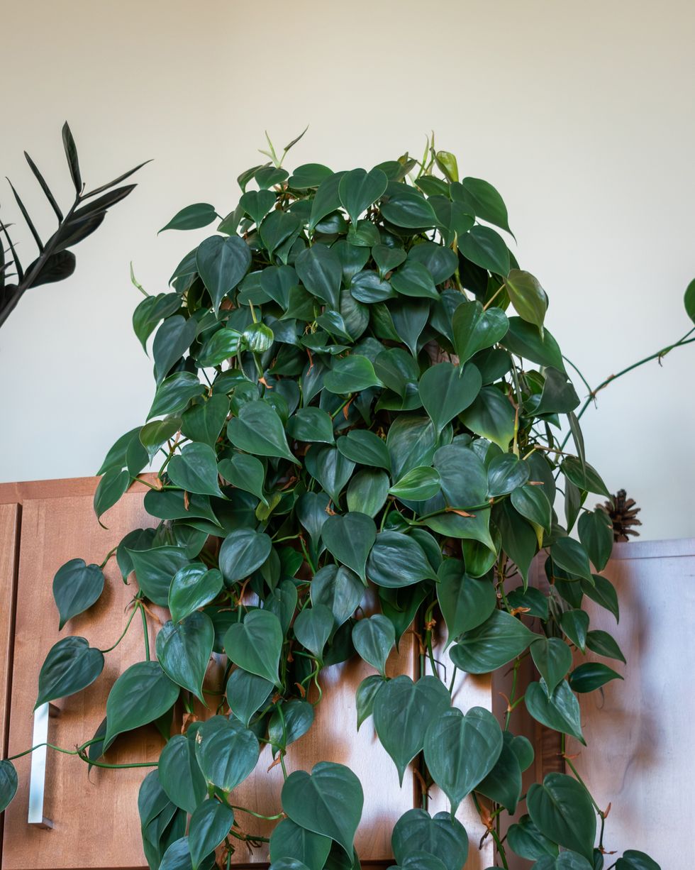 Best indoor and outdoor hanging plants Heartleaf Philodendron