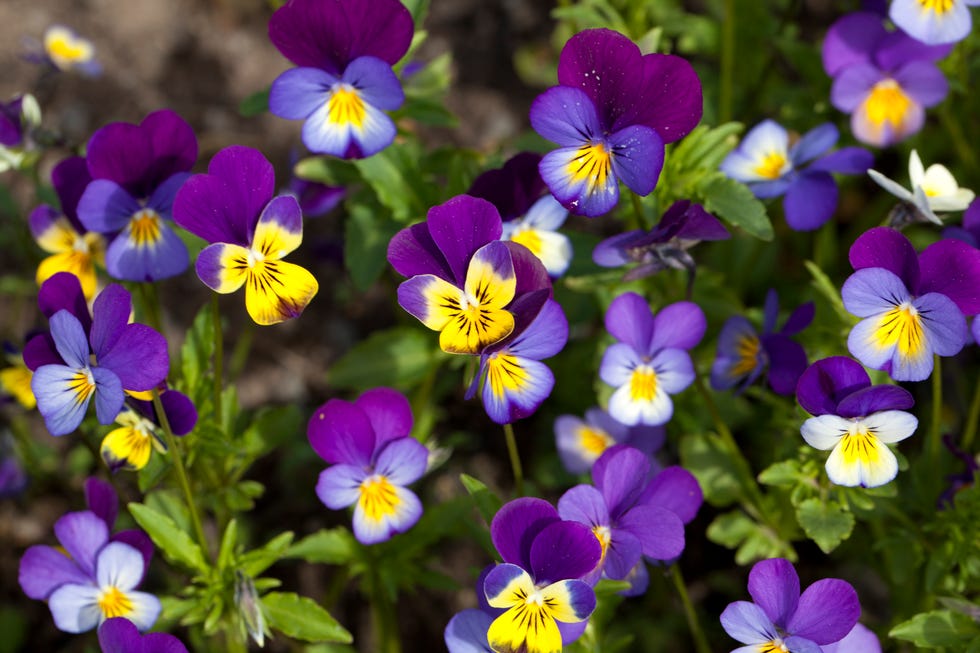 best shade perennials violas