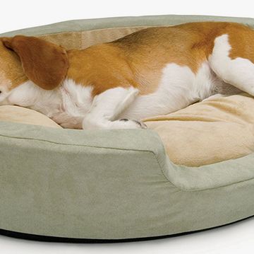 Dog bed, Canidae, Dog, Dog breed, Companion dog, Dog supply, Furniture, Carnivore, Pet supply, Harrier, 