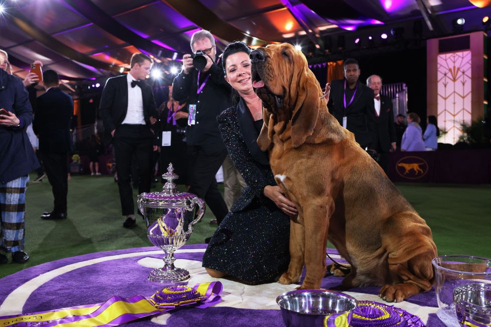 top canines compete at prestigious westminster dog show