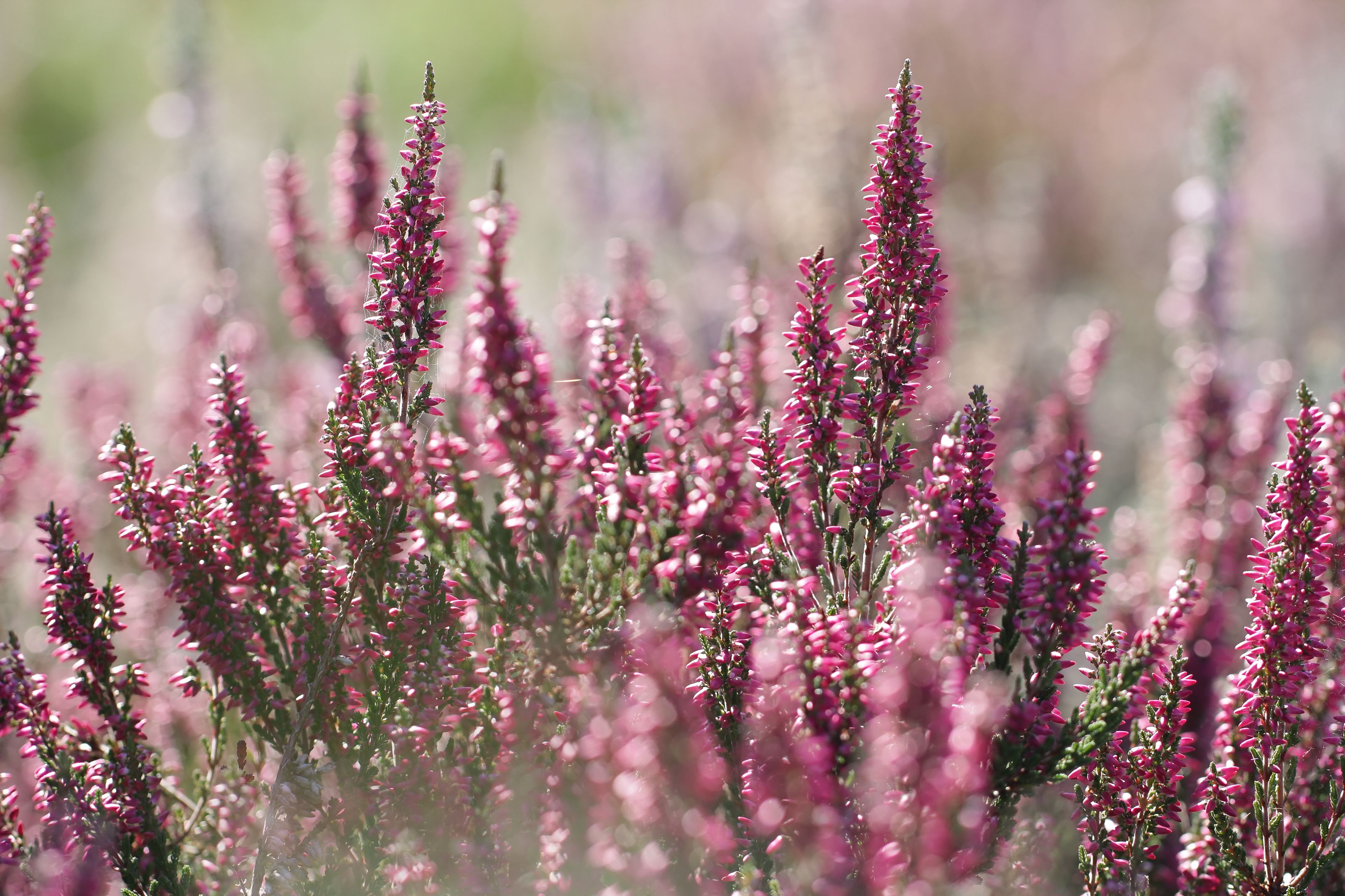 Heather Flower Meaning: Symbolism And Color Significance, 40% OFF