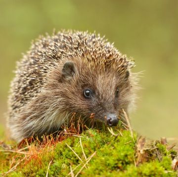 a hedgehog in the grass