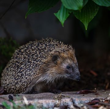 a hedgehog looking for food at dusk