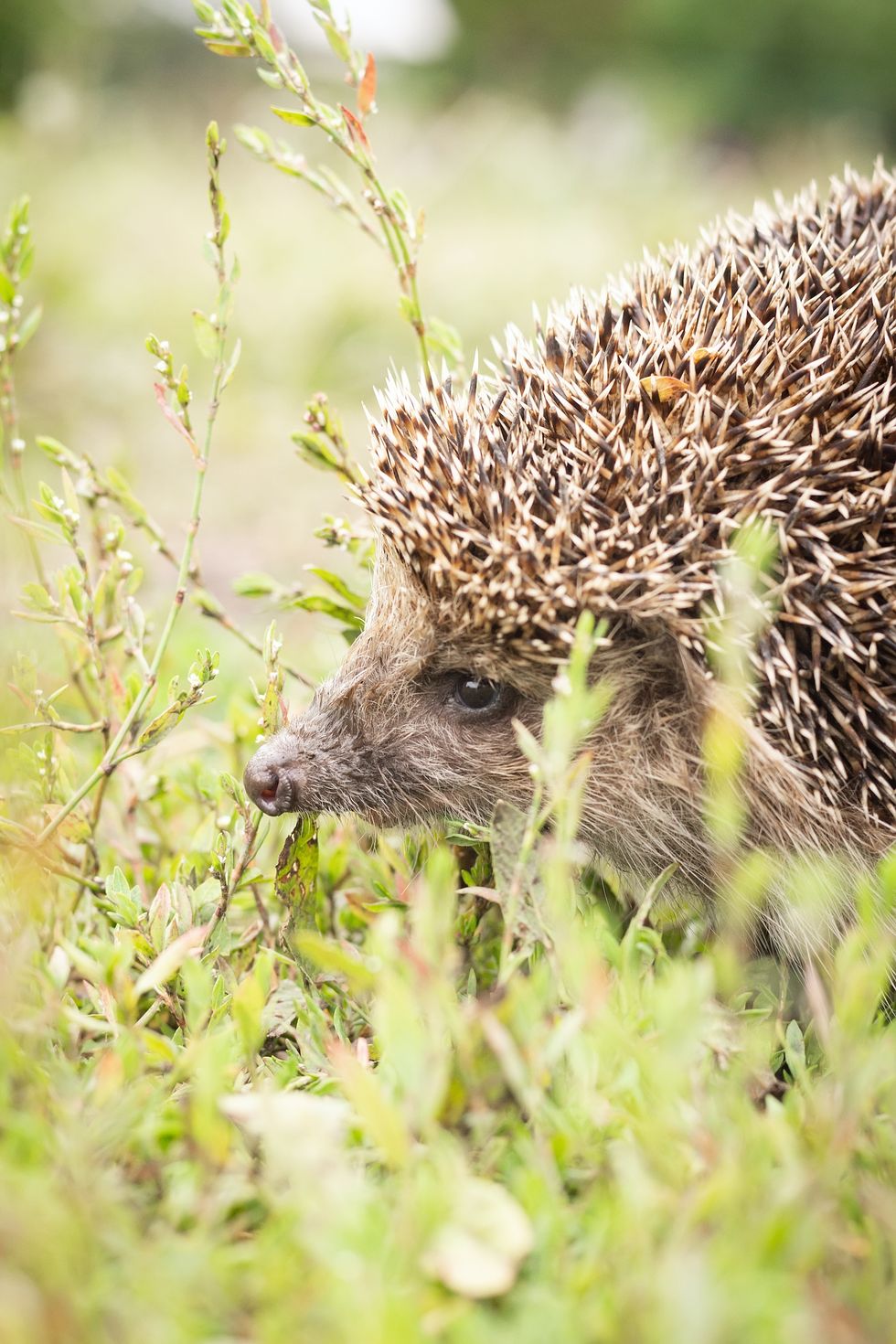 hedgehog, scientific name erinaceus europaeus wild, native, european hedgehog in natural garden habitat with green grass and yellow buttercup space for copy horizontal