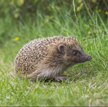 Hedgehog (Erinaceus europaeus), captive, United Kingdom, Europe