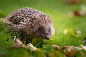 a hedgehog showing itself in the garden during the day