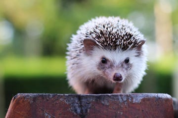 Hedgehog looking