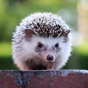 Hedgehog looking