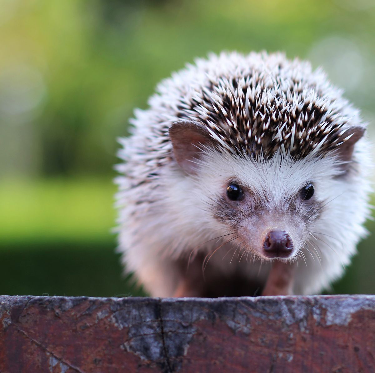 What It\'s Like Having a Hedgehog as a Pet - Caring for a Pet Hedgehog
