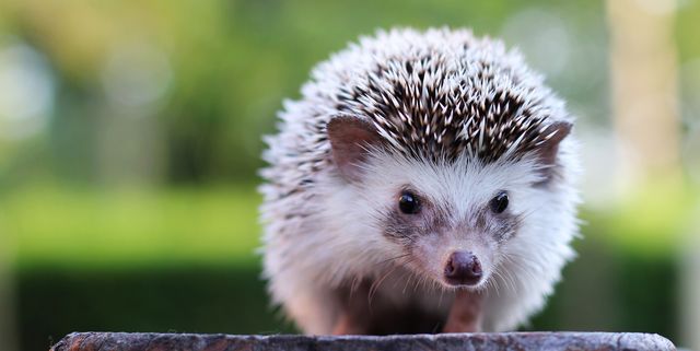 Hedgehog looking