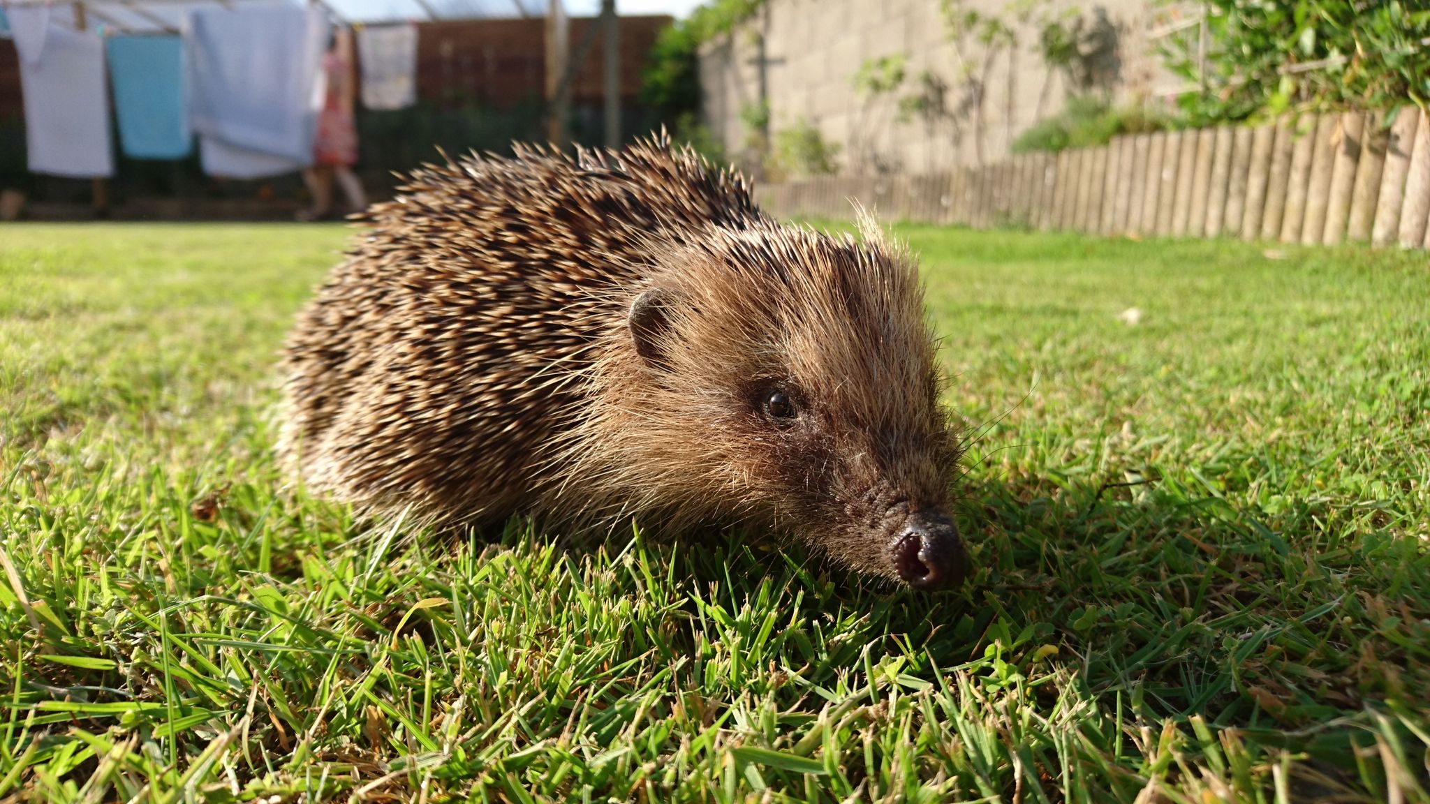 Hedgehog On Grass At Back Yard