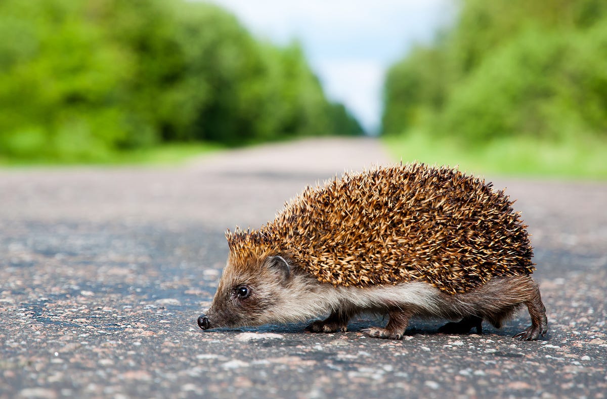 How To Help Hedgehogs From UK Roads