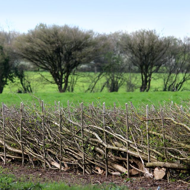 what is hedgelaying here's your guide to the countryside craft
