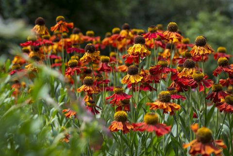 red and yellow helenium fall flowers
