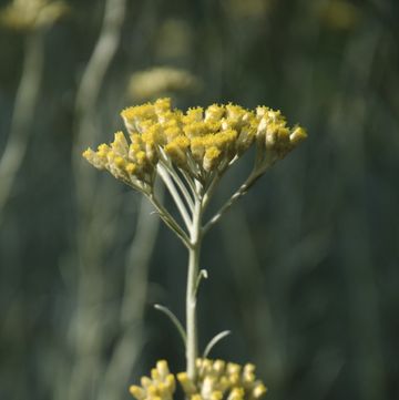 helichrysum italicum
