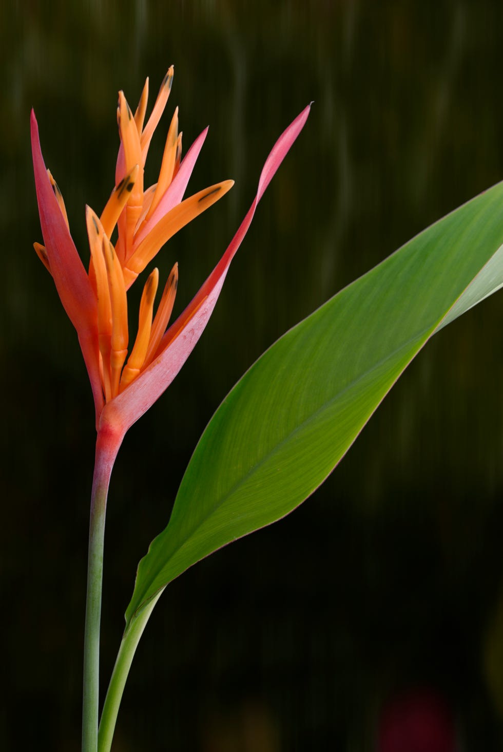 heliconia psittacorum parrot heliconia