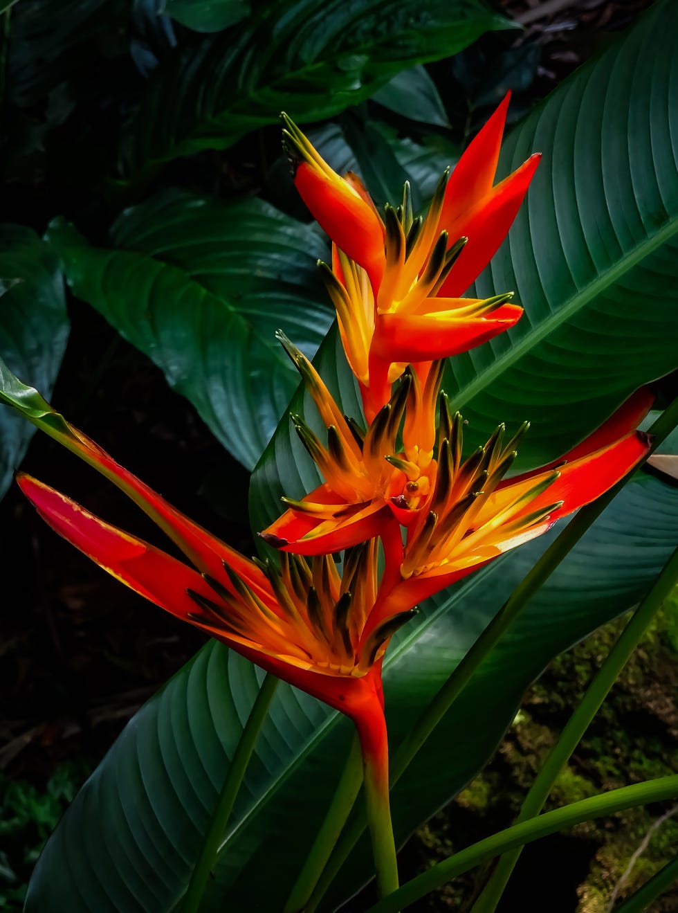 heliconia