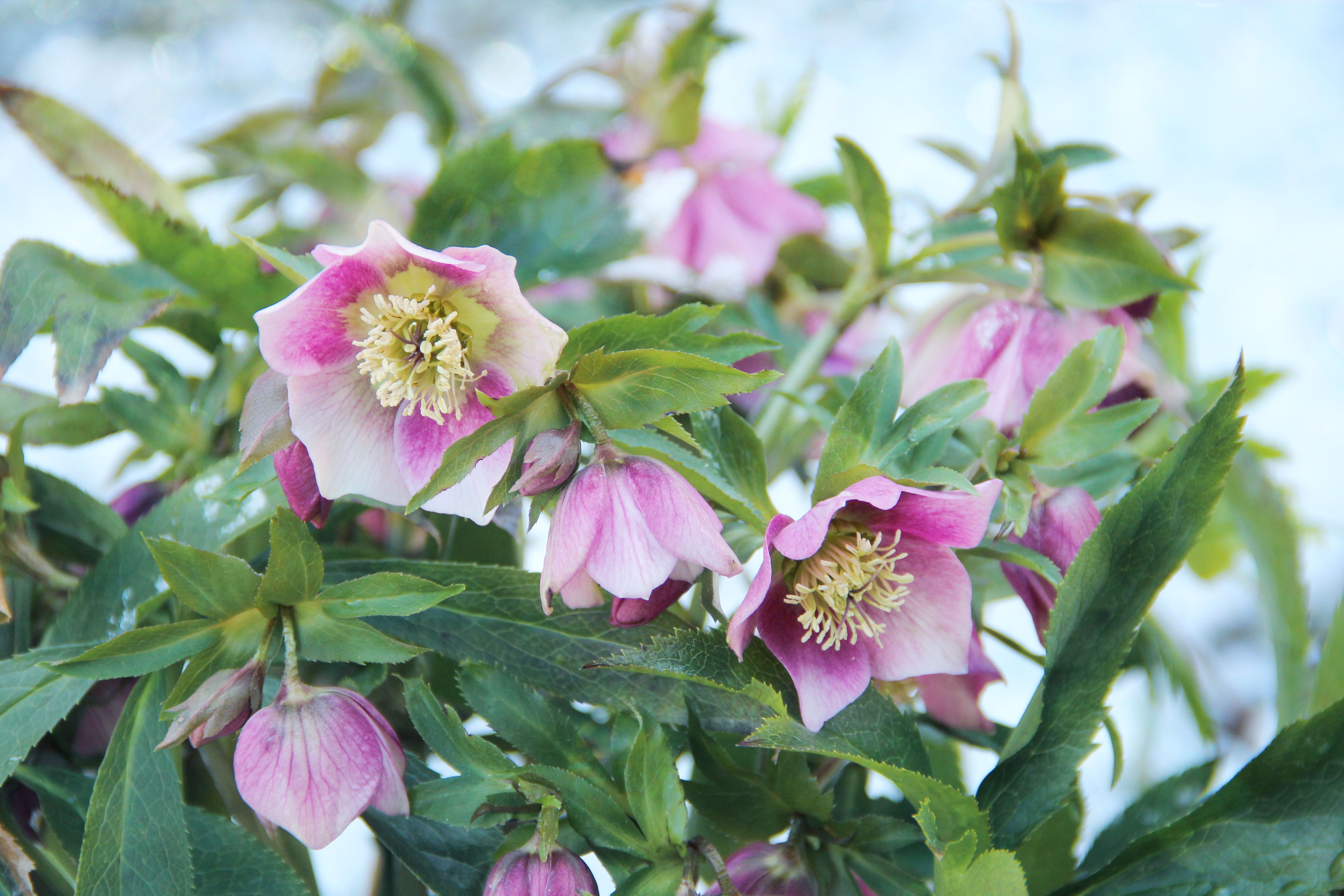 10 Flowers You Can Plant During the Winter