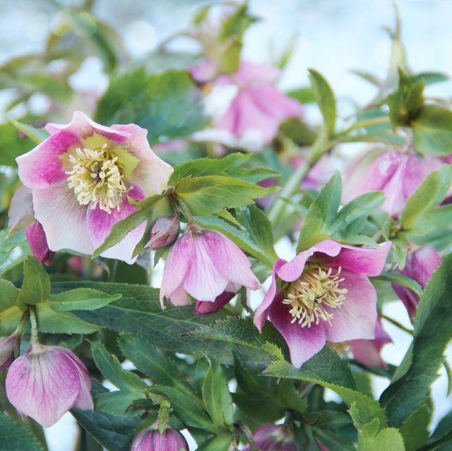 10 Early-Blooming Flowers To Start Spring