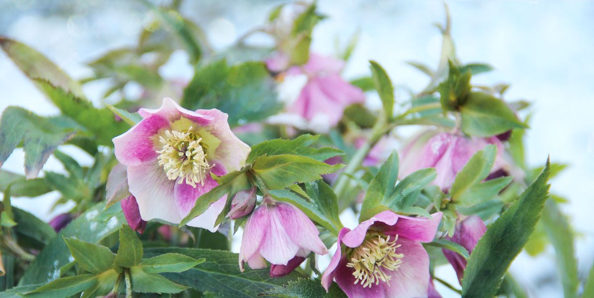 7 Pretty Flowers You Have to Have in Your Garden for Summer