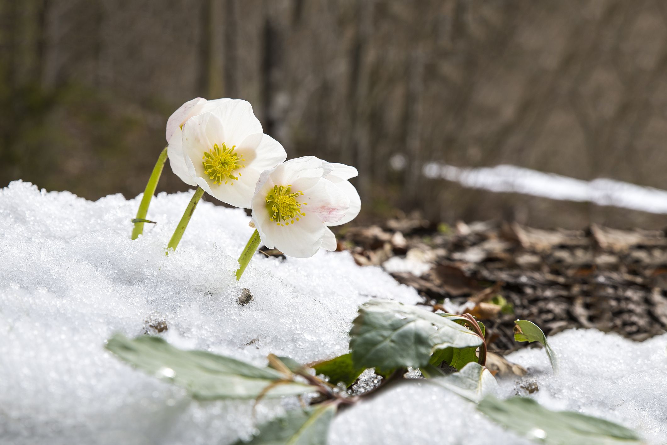 pictures of winter flowers