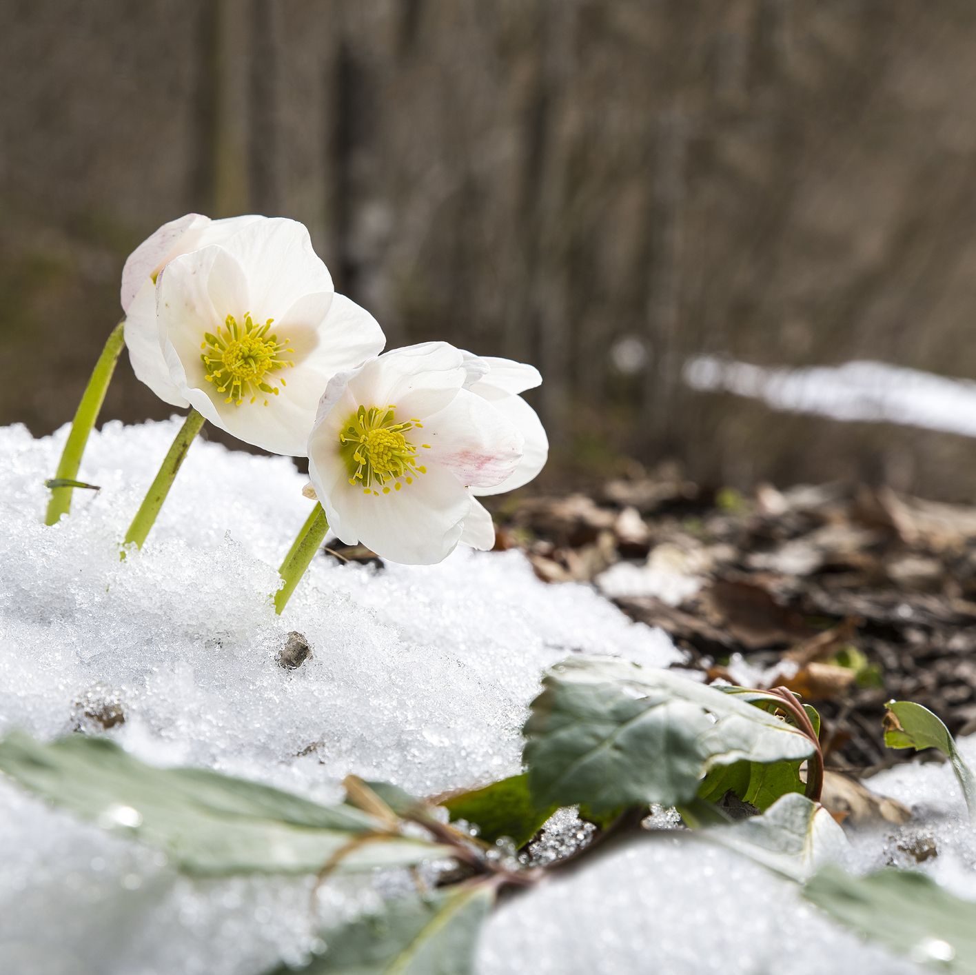 snow flower plant