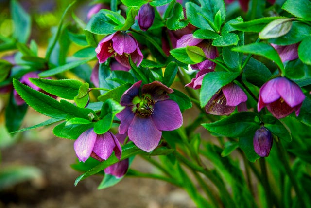 Hellebores - Growing Hellebore Plants In The Garden And In Pots