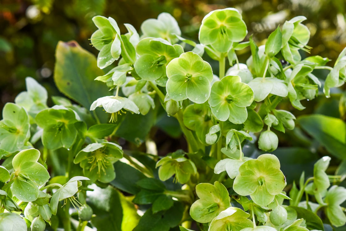 Blooms in Green Bouquet