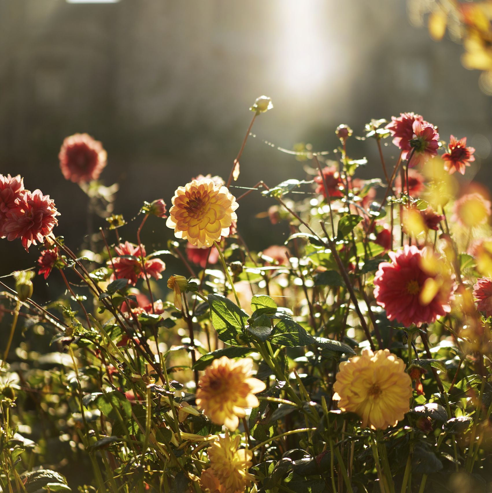 how to help your garden survive a heatwave