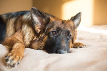 how to help a dog who is grieving