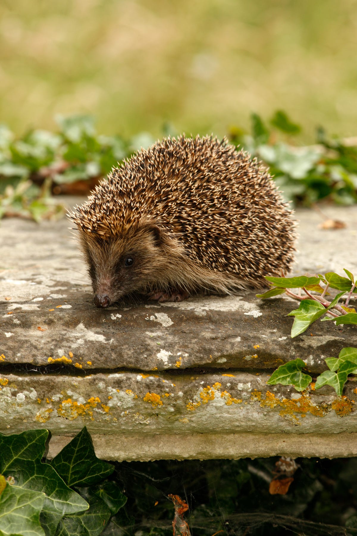 The 1 Thing You Must Do to Help Hedgehogs Get Through a Heatwave