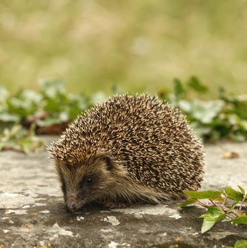 the one thing you must do to help hedgehogs get through a heatwave