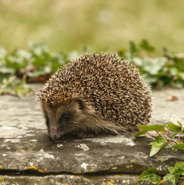 the one thing you must do to help hedgehogs get through a heatwave