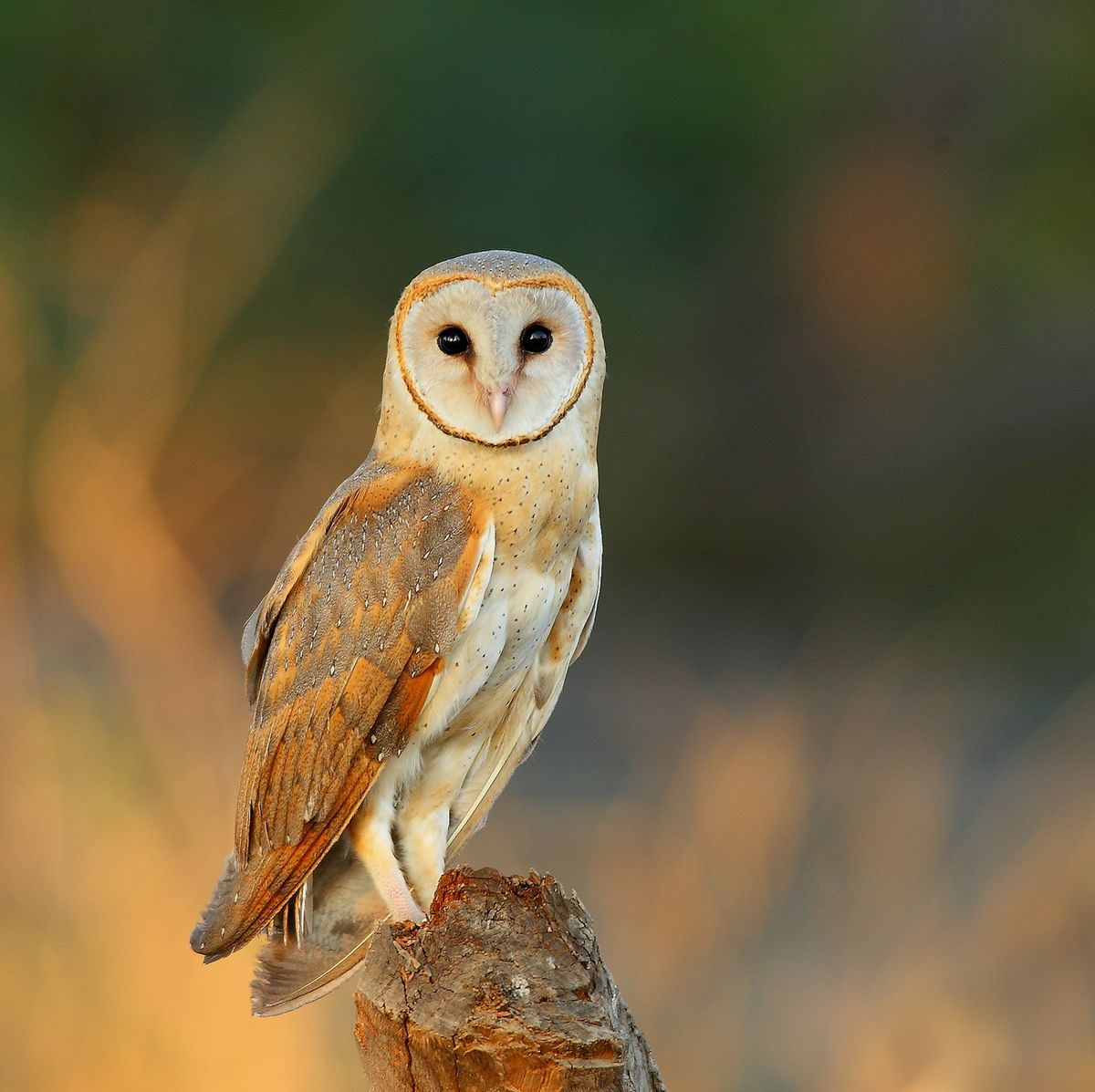 How To Spot A Barn Owl – Live Webcam