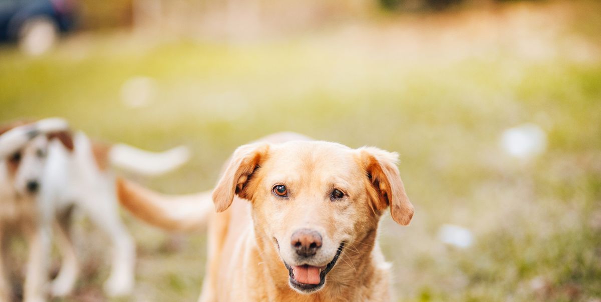5 Helpful Tips For Living With Blind Dogs