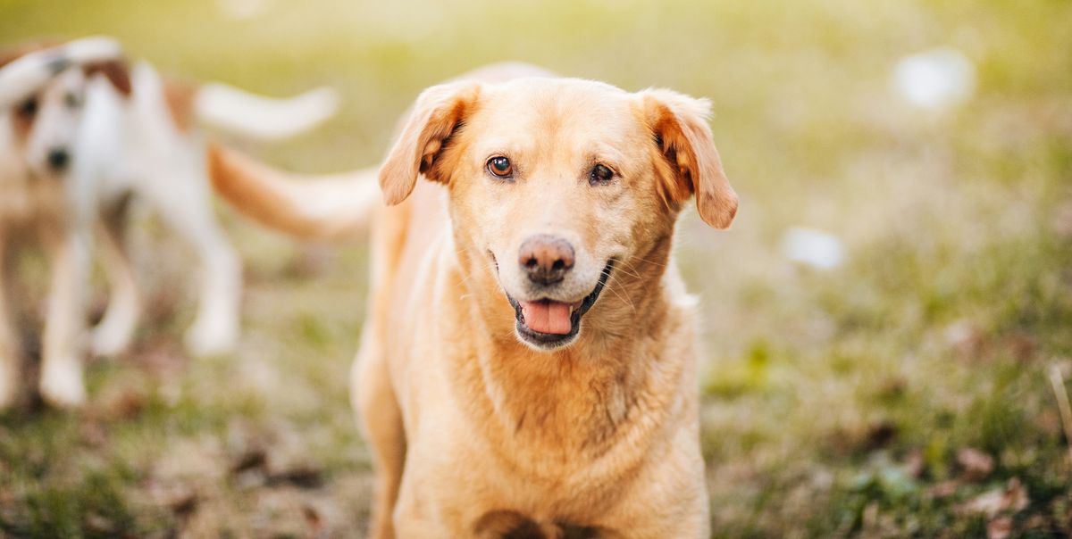 5 Helpful Tips For Living With Blind Dogs