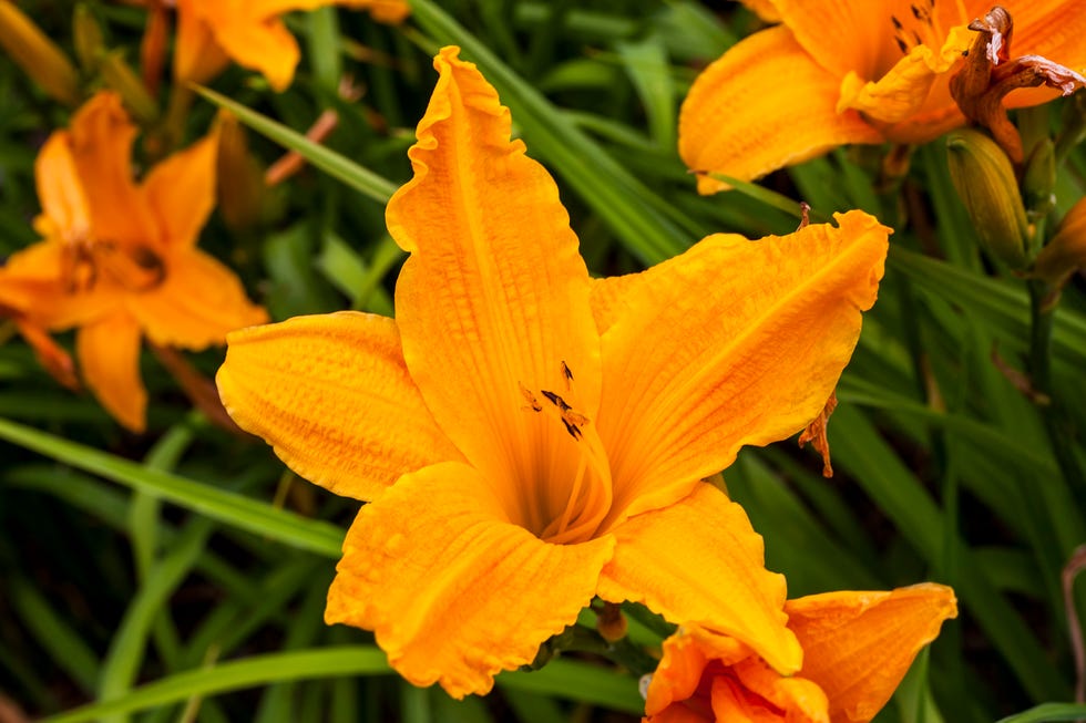 hemerocallis o lirio