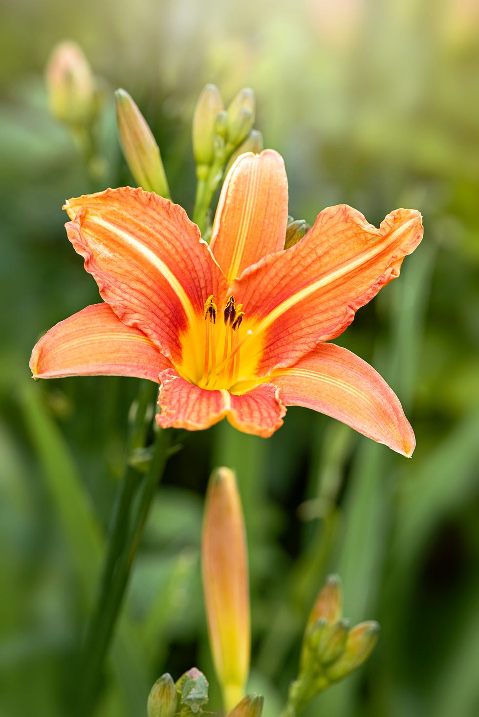 hemerocallis fulva, the orange day lily, tawny daylily, tiger daylily, fulvous daylily or ditch lily flower