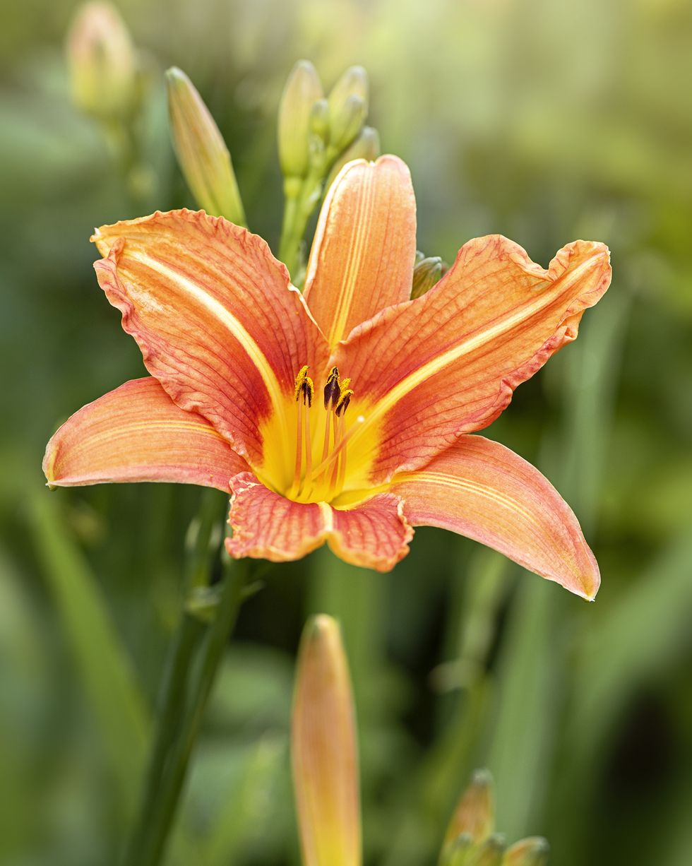 hemerocallis fulva, the orange day lily, tawny daylily, tiger daylily, fulvous daylily or ditch lily flower