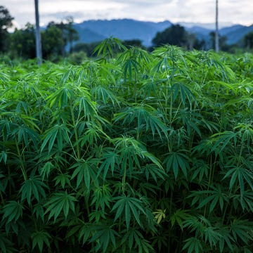 Hemp plants are grown for medical research purposes