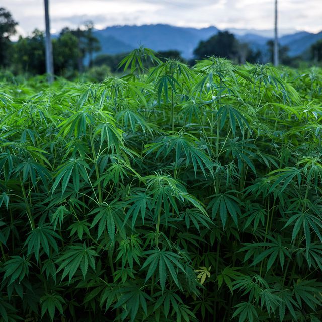 Hemp plants are grown for medical research purposes