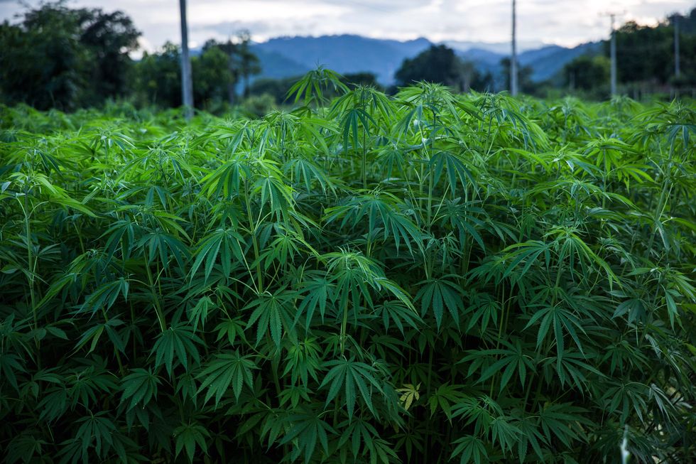 The Farm Bill Made Hemp Legal. Here's What It Means for CBD.