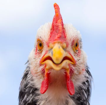 hen portrait