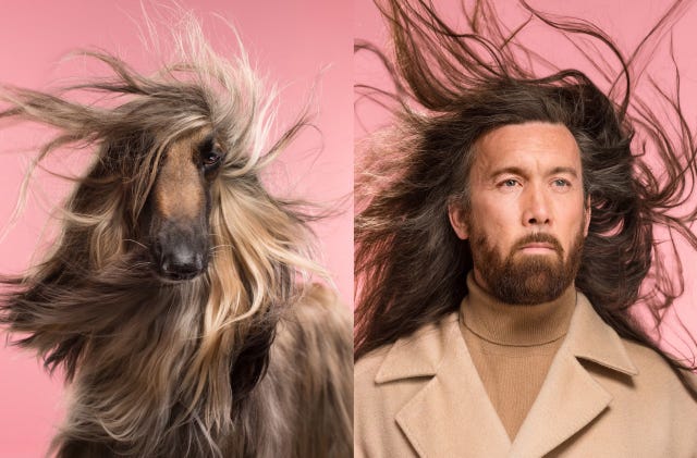 hope en zijn afghaanse windhond hebben allebei een weelderige haardos