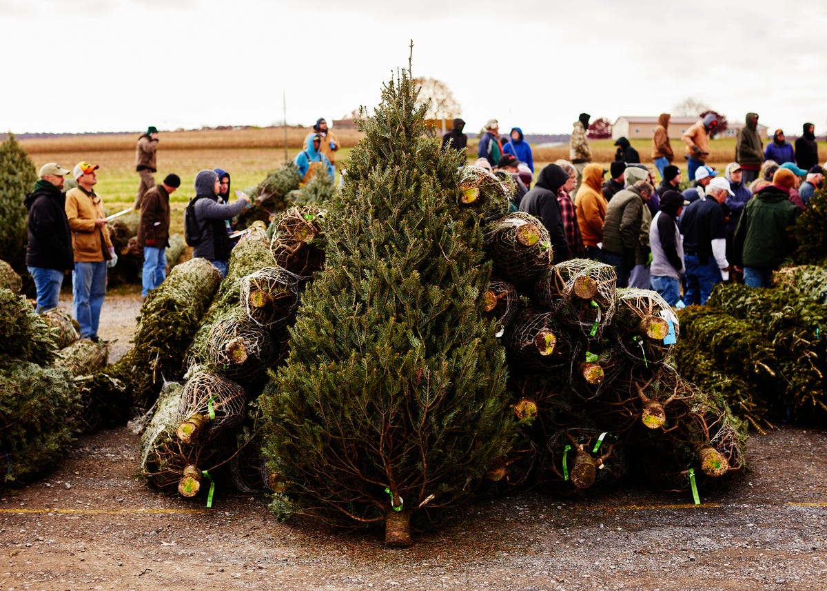 Christmas Tree Shortage 2021 | Christmas Tree Price Increase