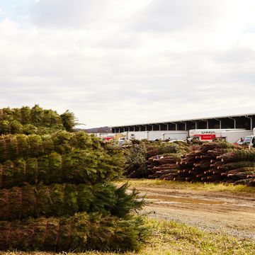 christmas tree farm and auction on friday, november 19, 2021 in mifflinburg, pa
