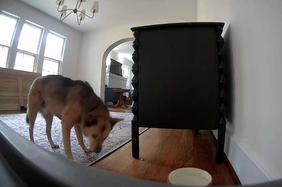 a dog sniffing a piano