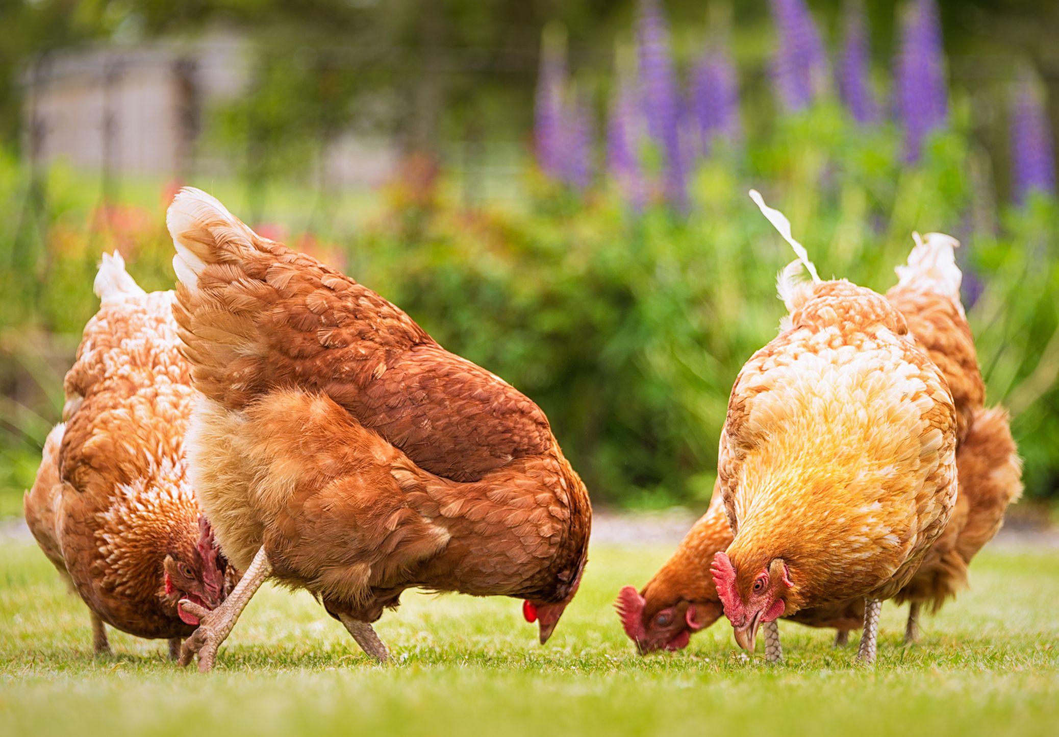 6 Reasons You Should Be Buying Free-Range Eggs
