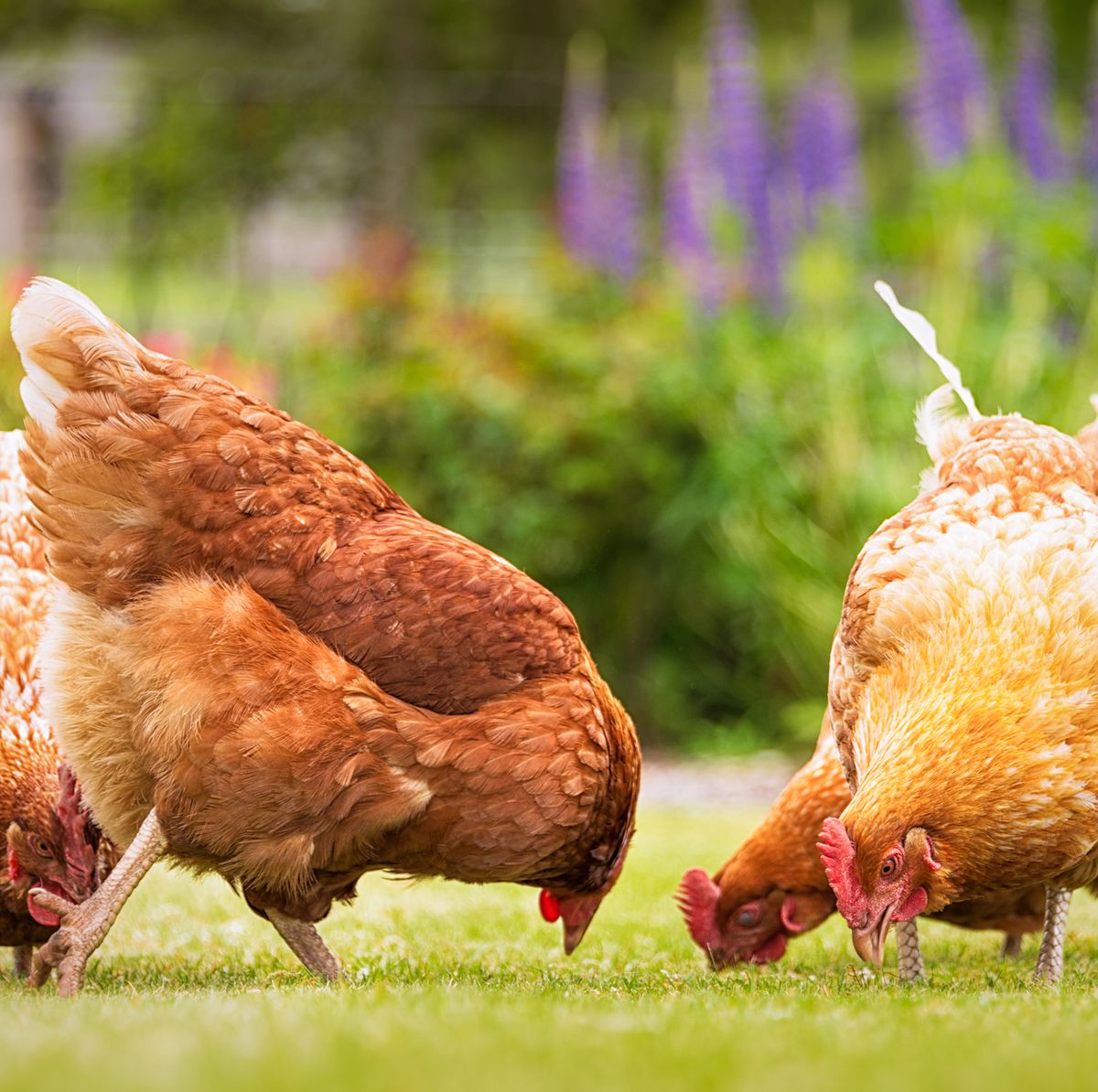 Where is the free in free-range eggs? Why free-range eggs aren't