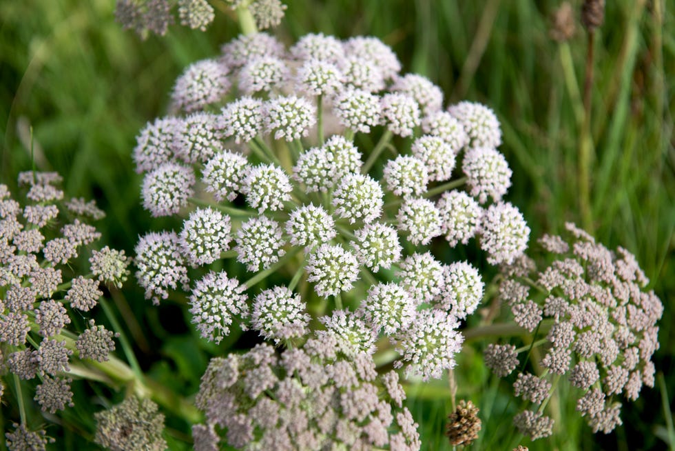 heracleum flowers at wick of highland in scotland